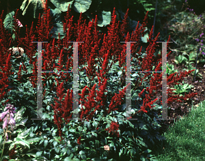 Picture of Astilbe japonica 'Montgomery'