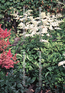 Picture of Astilbe x arendsii 'Bridal Veil (Brautschleir)'