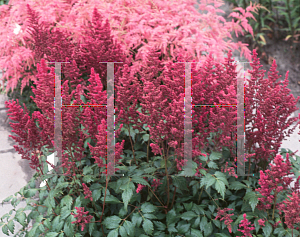 Picture of Astilbe japonica 'Elizabeth van Veen'