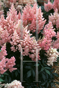 Picture of Astilbe x arendsii 'Cotton Candy'