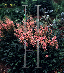 Picture of Astilbe chinensis 'Finale'