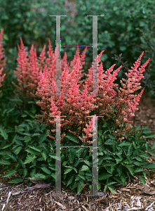 Picture of Astilbe chinensis 'Veronica Klose'