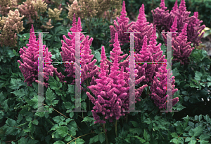 Picture of Astilbe chinensis 'Visions'