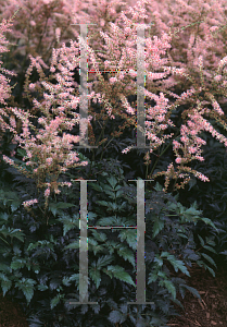 Picture of Astilbe simplicifolia 'Hennie Graafland'