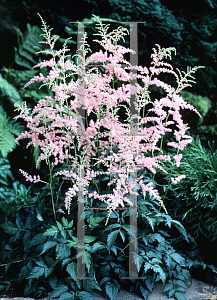 Picture of Astilbe simplicifolia 'Jacqueline'