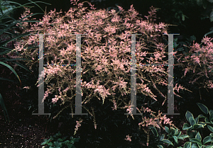 Picture of Astilbe simplicifolia 'Sprite'