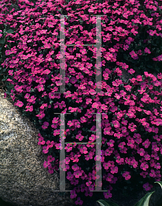 Picture of Aubrieta deltoidea 'Whitewell Gem'