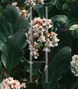 Picture of Bergenia cordifolia 'Bressingham White'