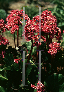 Picture of Bergenia cordifolia 'Rotblum'