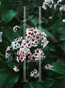 Picture of Bergenia  'Silberlicht (Silver Light)'