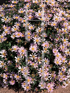 Picture of Boltonia asteroides var. latisquama 'Nana'