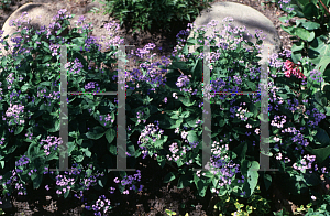 Picture of Brunnera macrophylla 