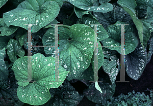 Picture of Brunnera macrophylla 'Langtrees'