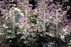 Picture of Brunnera macrophylla 'Variegata'