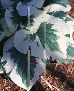 Picture of Brunnera macrophylla 'Variegata'