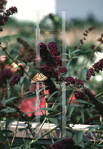 Picture of Buddleia davidii 'Black Knight'