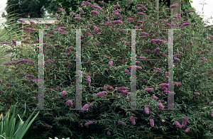 Picture of Buddleia davidii 'Nanho Blue'