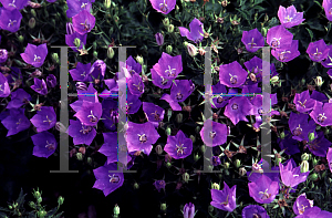 Picture of Campanula carpatica 'Blue Clips'