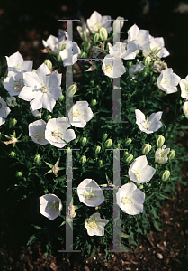 Picture of Campanula carpatica 'White Clips'