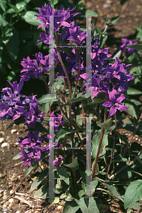 Picture of Campanula glomerata 'Joan Elliott'