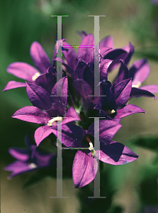 Picture of Campanula glomerata 'Joan Elliott'