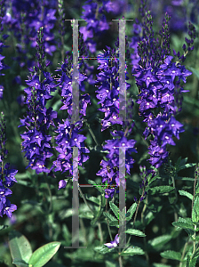 Picture of Campanula glomerata 'Superba'