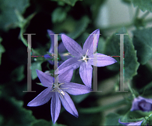 Picture of Campanula poscharskyana 