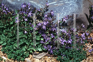 Picture of Campanula poscharskyana 