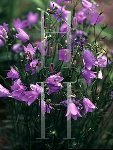 Picture of Campanula rotundifolia 'Olympica'