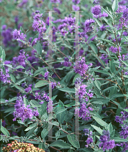 Picture of Caryopteris x clandonensis 'Longwood Blue'