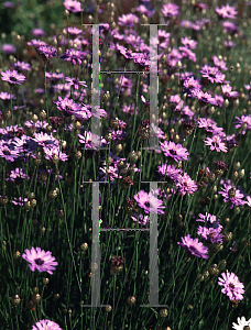 Picture of Catananche caerulea 