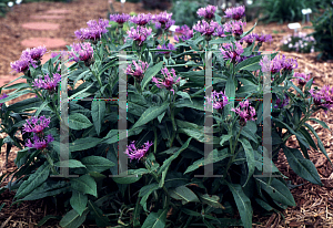 Picture of Centaurea montana 'Blue'