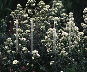 Picture of Centranthus ruber 'Albus'