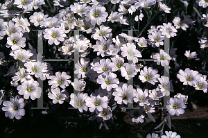 Picture of Cerastium tomentosum 'Yo Yo'