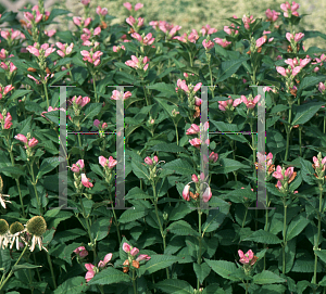 Picture of Chelone lyonii 