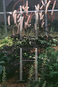 Picture of Actaea simplex 'Hillside Black Beauty'