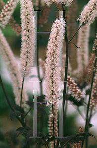 Picture of Actaea simplex 'Hillside Black Beauty'