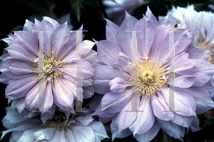 Picture of Clematis (z)(Florida Group) 'Belle of Woking'
