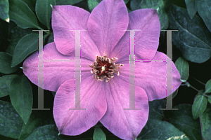 Picture of Clematis (z)(Patens Group) 'Elsa Spath'