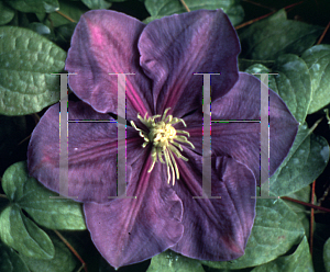 Picture of Clematis (z)(Lanuginosa Group) 'General Sikorski'