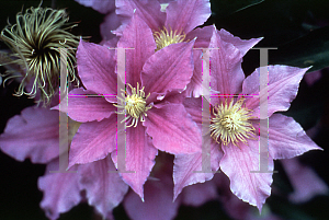 Picture of Clematis  'Will Goodwin'