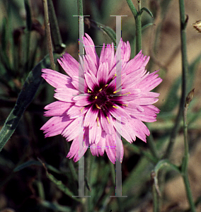 Picture of Catananche caerulea 'Cupid's Dart'