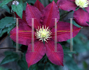 Picture of Clematis (z)(Jackmanii Group) 'Serenata'