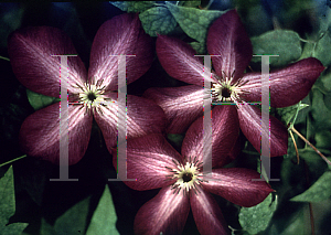 Picture of Clematis (z)(Jackmanii Group) 'Violet Star Gazer'