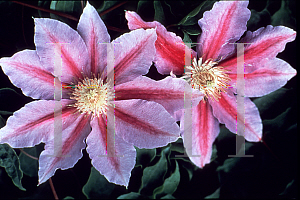 Picture of Clematis (z)(Patens Group) 'Bee's Jubilee'