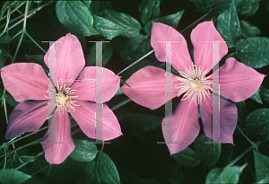 Picture of Clematis (z)(Jackmanii Group) 'Comtesse de Bouchard'