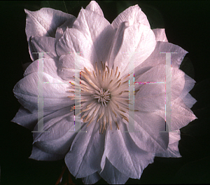 Picture of Clematis (z)(Florida Group) 'Duchess of Edinburgh'