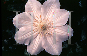 Picture of Clematis lanuginosa 'Candida'