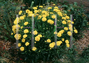 Picture of Coreopsis grandiflora 'Early Sunrise'