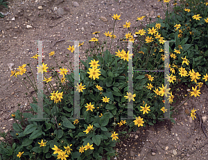 Picture of Coreopsis auriculata 'Nana'